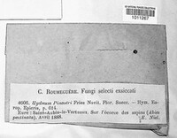 Hydnomerulius pinastri image